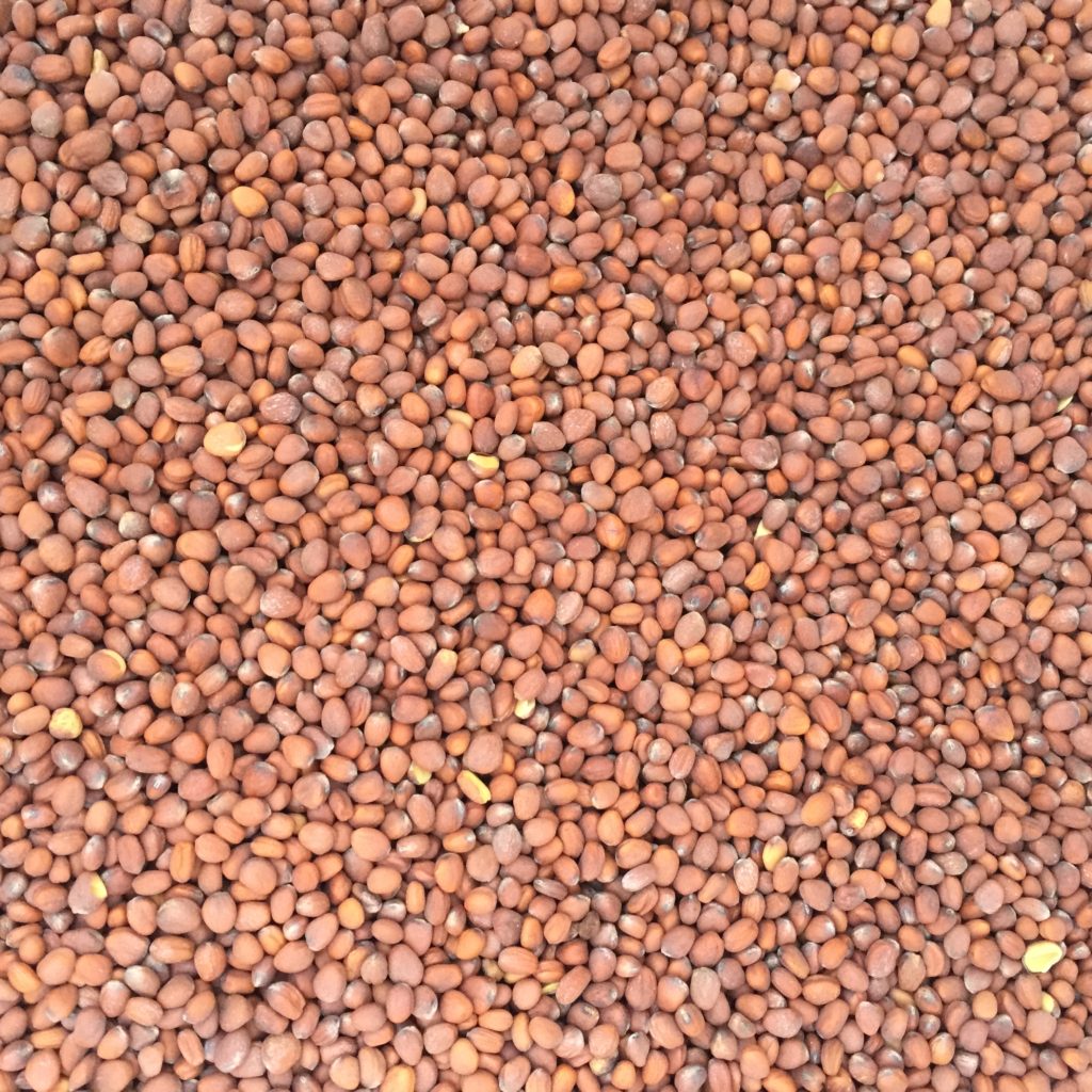 Daikon Radish Cover Crop Seed Concentrates, Inc.